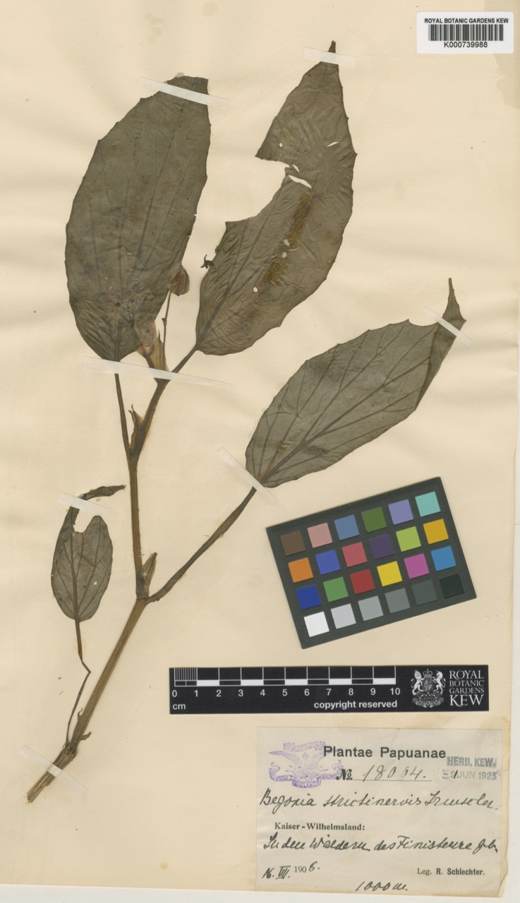 B. strictinervis